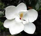 Little Gem flower