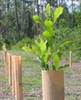 Grow Tubes